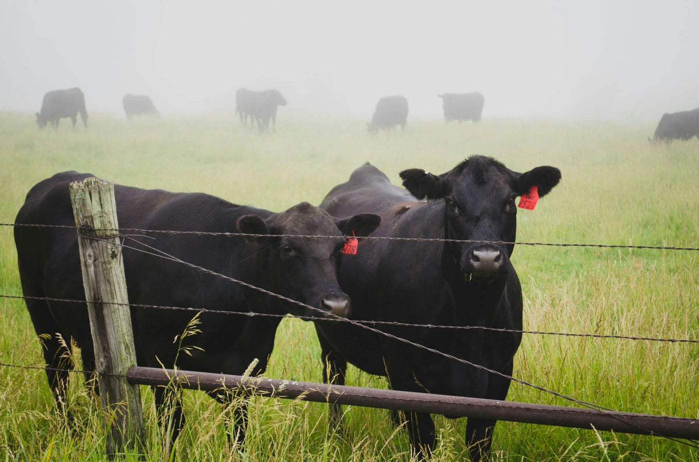 How Dairy Farmers Use Magnets to Protect Our Milk Supply