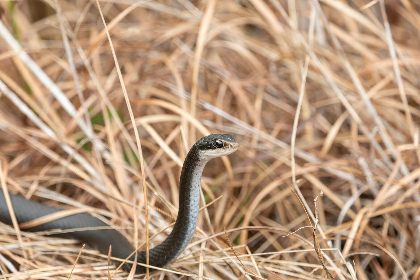 Magnets Versus Snakes